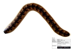 0036_mozaik_snake