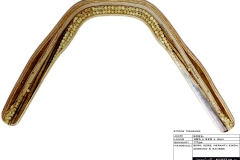 0080_tigarangSticks