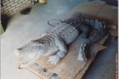 krokodil4