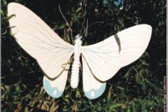 vlinder11b