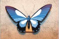 papillio1
