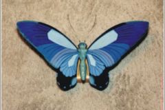 papillio2a