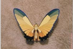 papillio3a