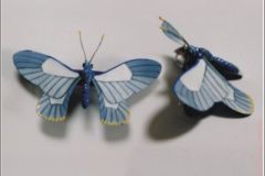 papillio4