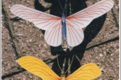 vlinder02s